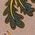 Color Swatch - Floral