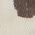 Color Swatch - Brown