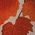 Color Swatch - Orange