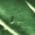 Color Swatch - Green