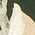 Color Swatch - Green