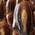 Color Swatch - Brown