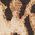 Color Swatch - Leopard