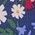 Color Swatch - Blue