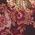 Color Swatch - Floral