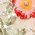 Color Swatch - Floral