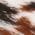 Color Swatch - Animal