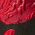 Color Swatch - Black Red Multi