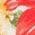 Color Swatch - Floral