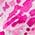 Color Swatch - Pink