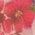 Color Swatch - Floral