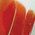 Color Swatch - Red