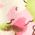 Color Swatch - Floral