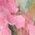 Color Swatch - Floral