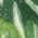 Color Swatch - Green
