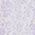 Color Swatch - Purple