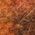 Color Swatch - Orange