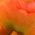 Color Swatch - Orange