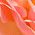 Color Swatch - Pink