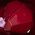 Color Swatch - Red