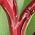 Color Swatch - Red