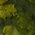 Color Swatch - 993
