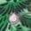 Color Swatch - Green