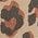 Color Swatch - Leopard
