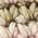 Color Swatch - Ivory