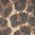 Color Swatch - Animal