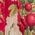Color Swatch - Floral