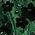 Color Swatch - Green