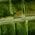 Color Swatch - Green