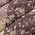 Color Swatch - Floral