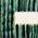 Color Swatch - Green