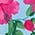 Color Swatch - Floral