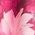 Color Swatch - Floral