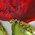 Color Swatch - Red/Multi