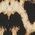 Color Swatch - Animal