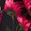 Color Swatch - Floral
