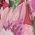 Color Swatch - Floral