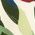 Color Swatch - Ornamented Lattice