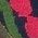 Color Swatch - Multi/Misc