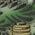 Color Swatch - Green
