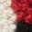 Color Swatch - Multi