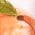Color Swatch - Orange
