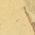 Color Swatch - Gold