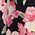 Color Swatch - Floral
