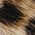 Color Swatch - Animal