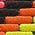 Color Swatch - Multi/Misc